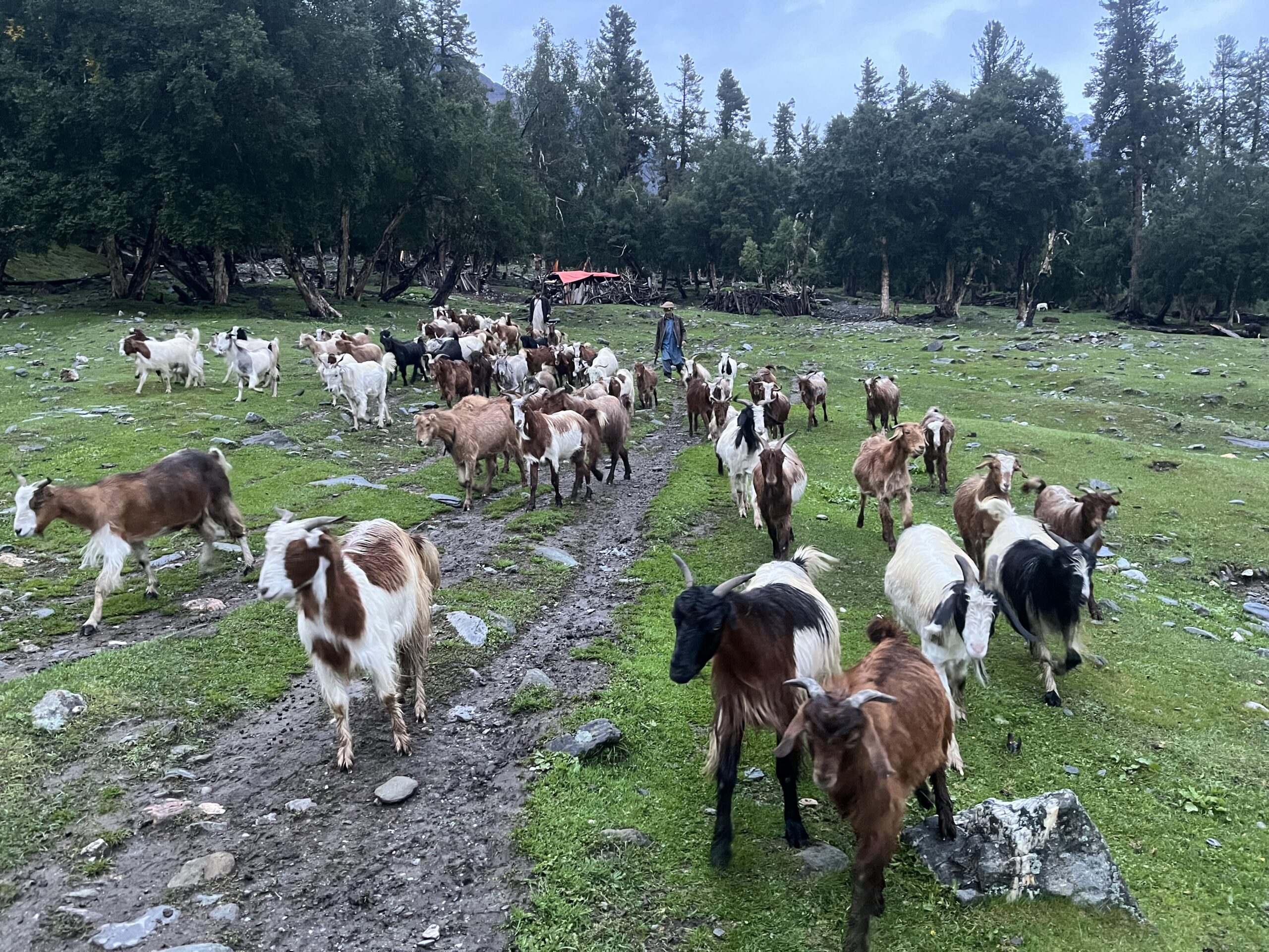 A herd of over 30 goats walking along a mountain path in Khaltaro Valley, Pakistan, with a shepherd following behind. The rocky trail winds through the rugged terrain, capturing the remote, pastoral life of the region.