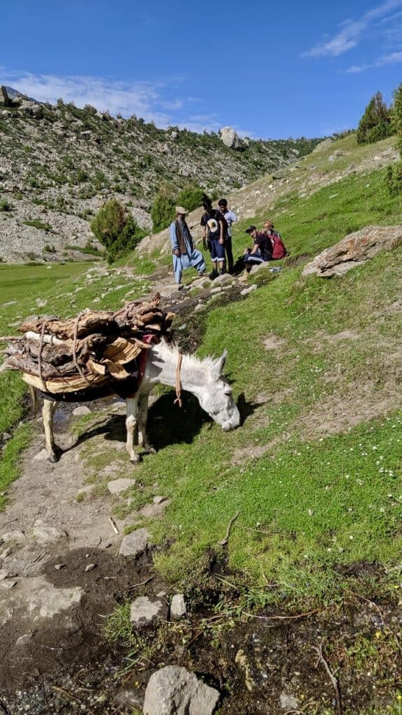 Donkey carrying some wood in the mountains