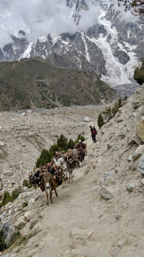 Donkey carrying a lot off wood on a mountain side