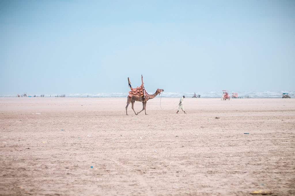 A camel strolls along the sandy beach in Karachi, Pakistan on a sunny day, with clear blue skies overhead.