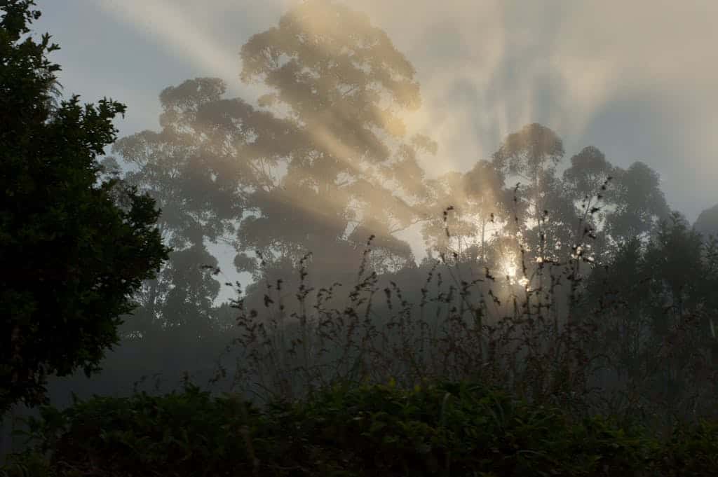 Sunlight filtering through misty trees in Ella, Sri Lanka, creating a serene atmosphere.