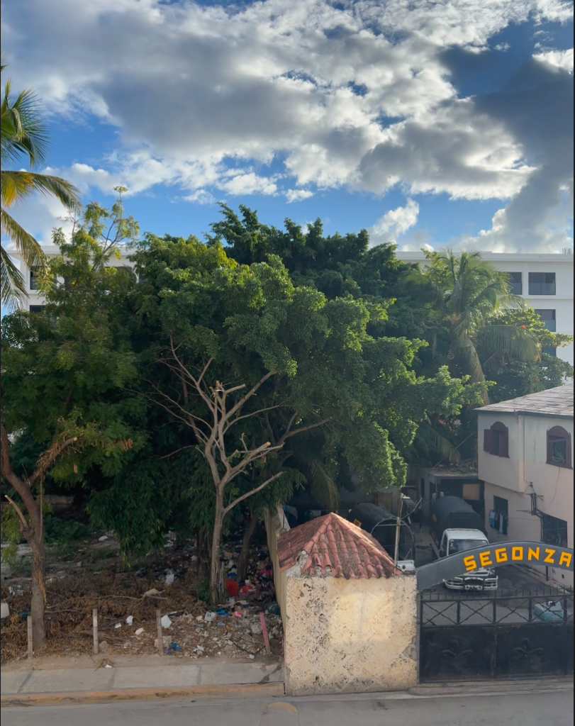An image of trees lining up a street in Punta Cana, under the trees there is a lot of trash.