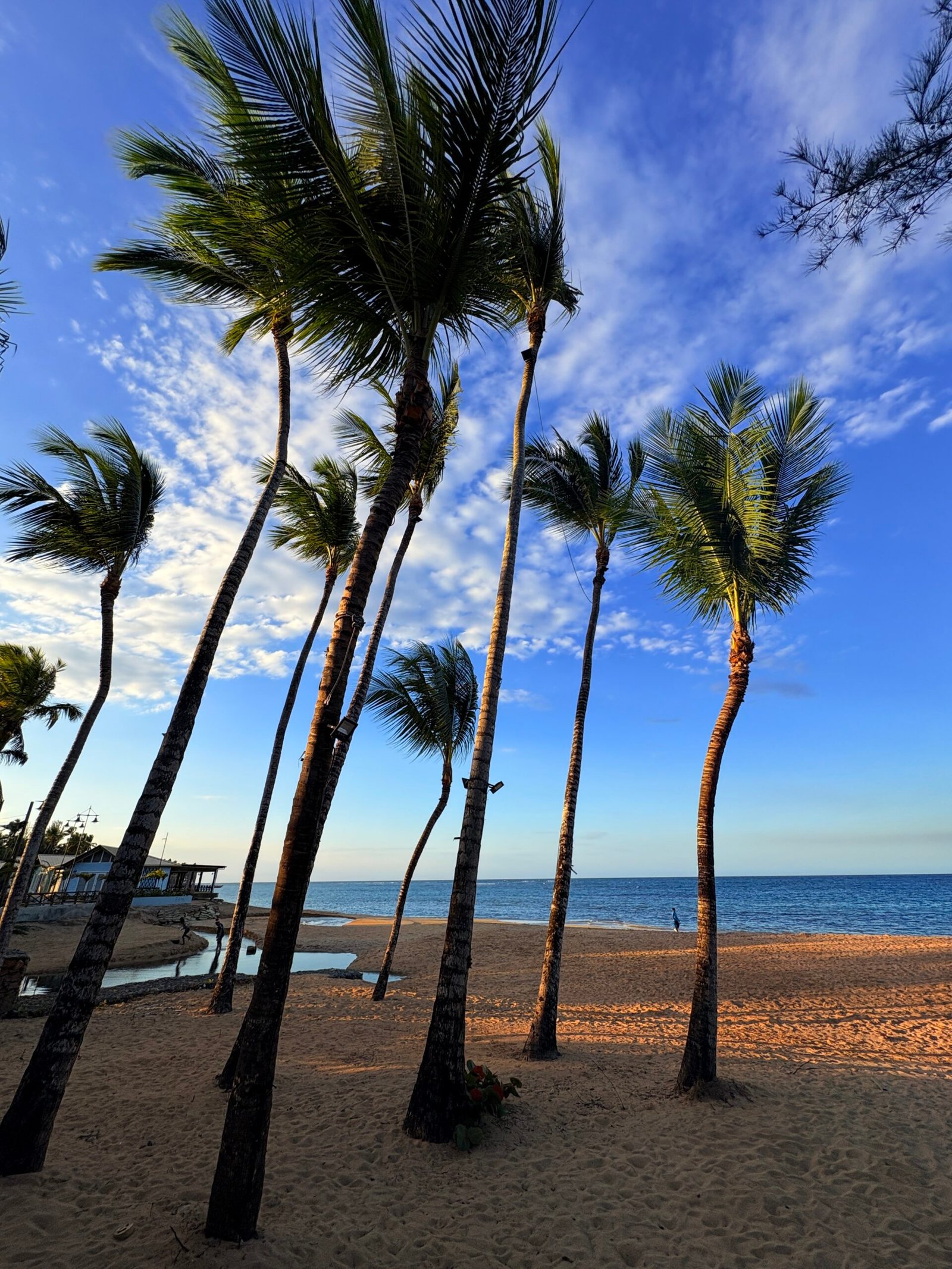 Tall, slender palm trees lean toward the ocean along a wide sandy beach in Las Terrenas. The sky is bright blue with scattered clouds, and warm sunlight highlights the textured trunks and open shoreline.