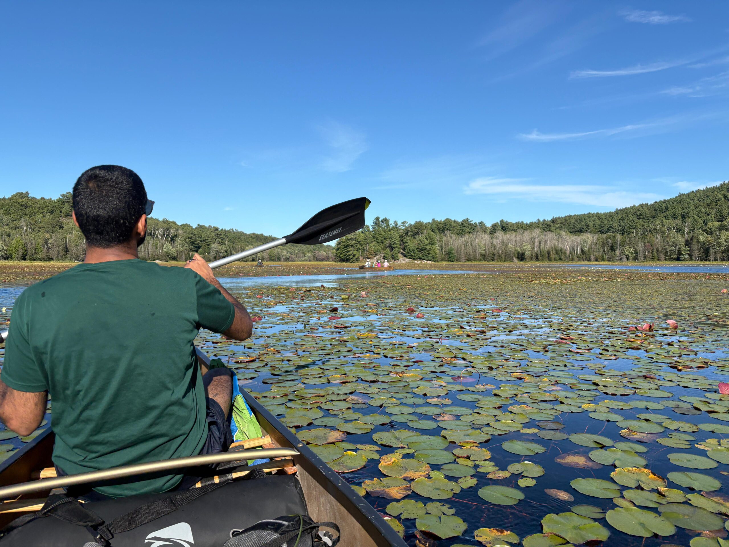 Person paddling a canoe through a calm lake covered in lily pads in Killarney Provincial Park with forested shoreline in the distance. The viewpoint from inside the canoe shows the paddle mid-stroke as they travel across the water on a clear sunny day.