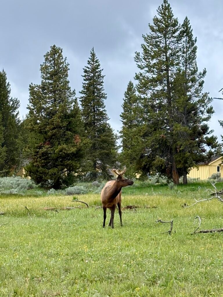 Bull elk standing in a grassy meadow surrounded by pine trees near Yellowstone Lake.